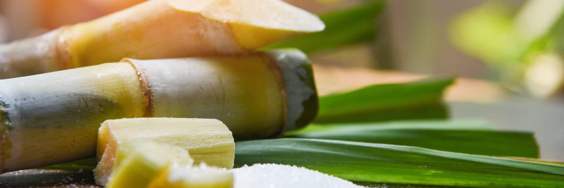Close-up of sugar cane with green leaves on a blurred natural background