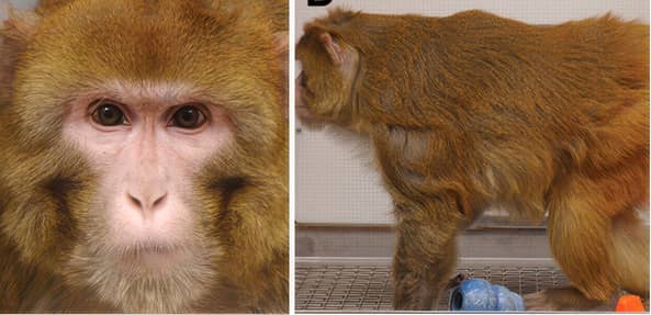 Close-up of a youthful monkey's face on the left and a monkey standing on a metal surface on the right.