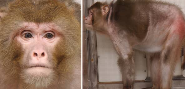 Two images of a monkey, one close-up of its face and the other showing it from behind.