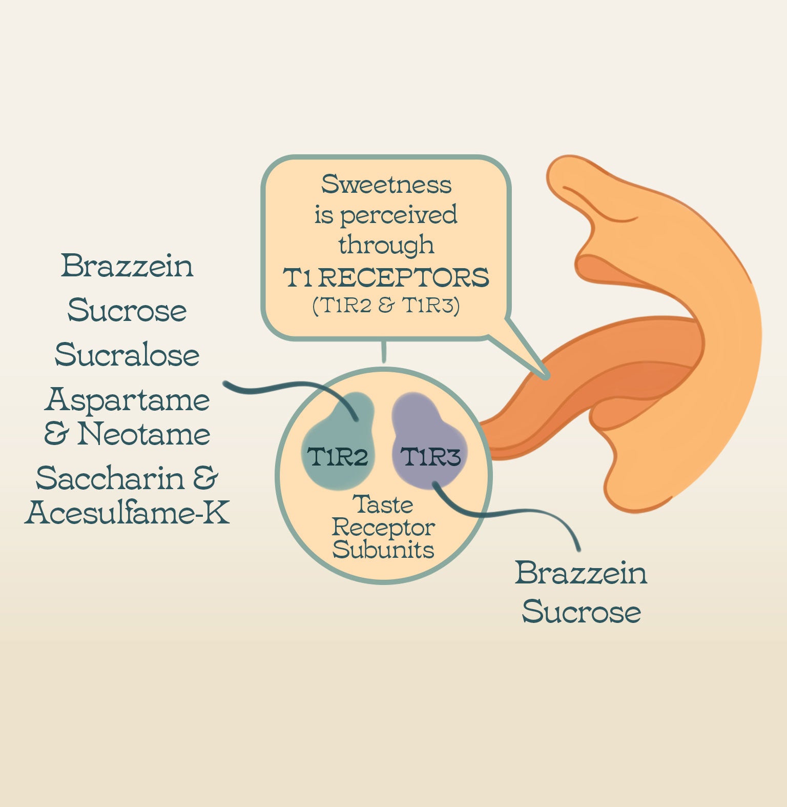 Diagram of sweetness perception through T1 receptors with tongue and receptor illustration.